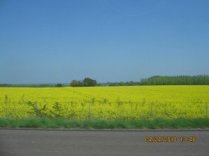 IMG_2587
