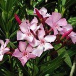 Nerium Oleander in bloei ...