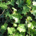hedera_hibernica