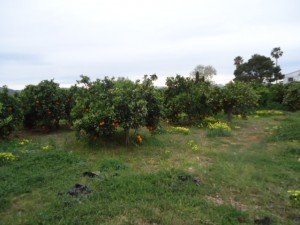 DSC03195