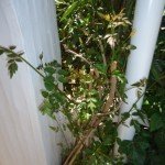 DSC03648
