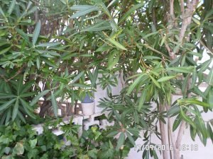 SAMSUNG CAMERA PICTURES