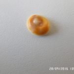 SAMSUNG CAMERA PICTURES
